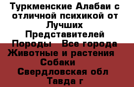 Туркменские Алабаи с отличной психикой от Лучших Представителей Породы - Все города Животные и растения » Собаки   . Свердловская обл.,Тавда г.